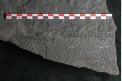 Foto (Detailansicht) von Sigillaria sp. (NHMW-GEO-2024-0188-11242)